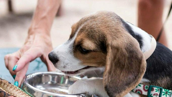 11 Motivi Per Cui I Cani Hanno Paura Della Ciotola Dell'acqua + 7 Consigli
