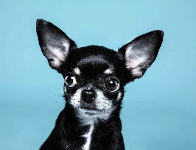 19 Motivi Sorprendenti I Chihuahua Amano Leccare Così Tanto + Suggerimenti