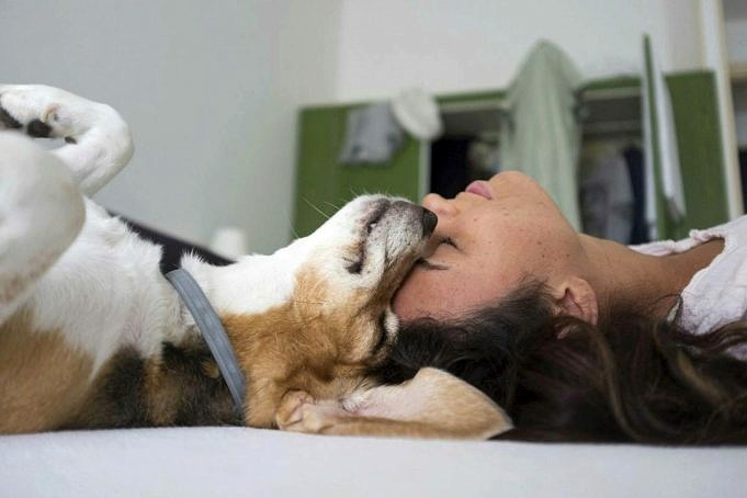 7 Motivi Per Cui Il Tuo Cane Non Dorme In Bagno + 3 Consigli