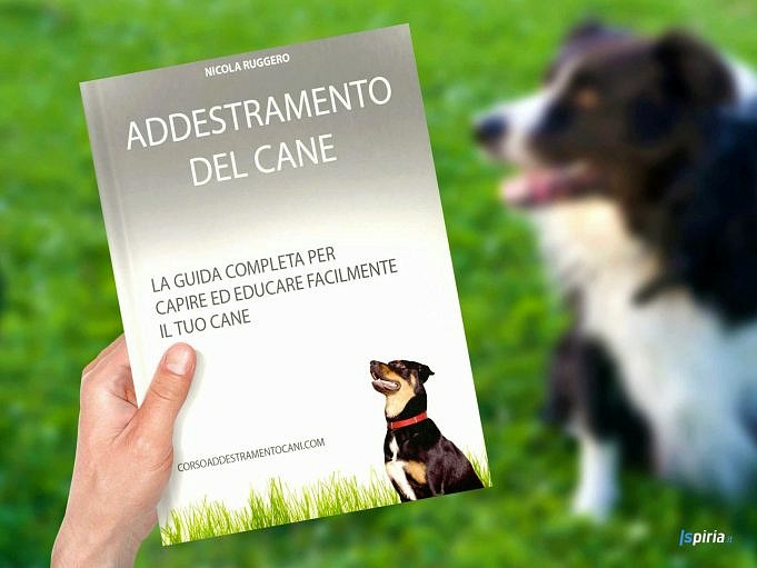 Addestramento Del Cane - Guide, Consigli E Informazioni