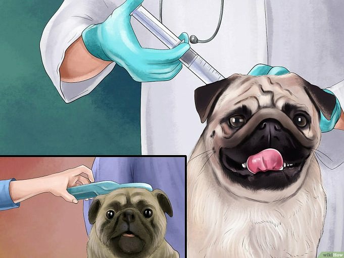 Castrazione Dei Cani 101. Tutto Quello Che Devi Sapere Sulla Sterilizzazione Dei Cani