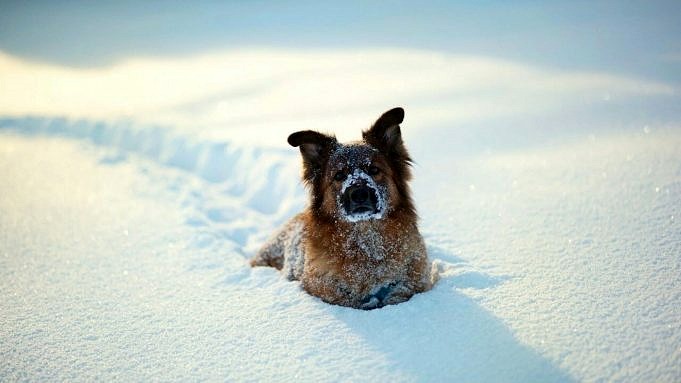 Come Tenere Al Caldo I Cani In Inverno? La Guida Essenziale Per La Sicurezza Degli Animali Domestici