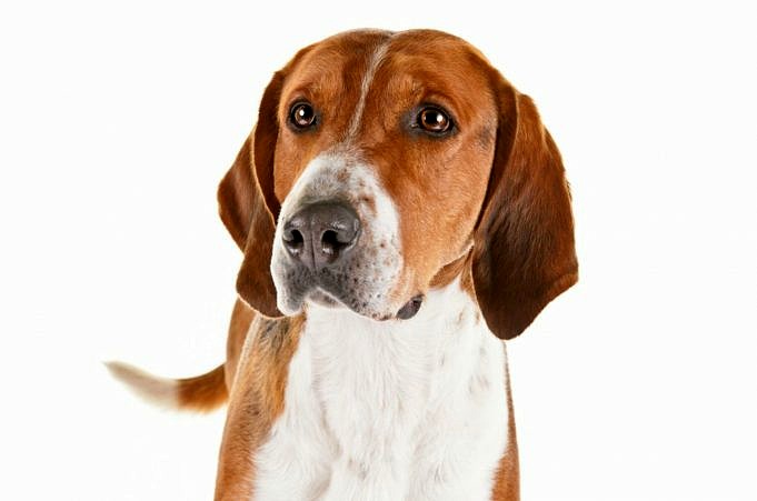 Di Quale Quantità Di Esercizio Ha Bisogno Un Beagle? Diverse Fasi Della Vita