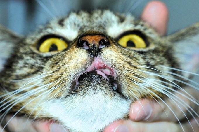 I Cani Possono Essere Allergici Ai Gatti? Gestire La Vita Con I Felini