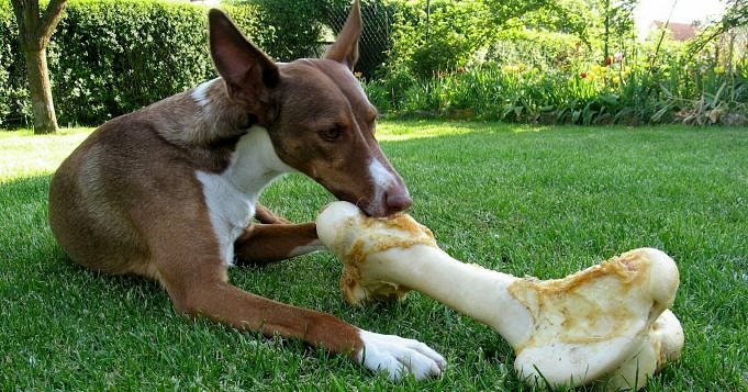 Il Mio Cane Ha Mangiato Un Osso Di Prosciutto Cosa Devo Fare?