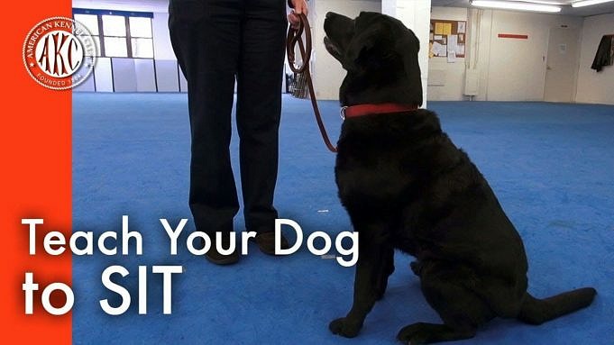 In Che Modo Puppy Clicker Training Può Aiutarti Ad Addestrare Il Tuo Cane All'obbedienza