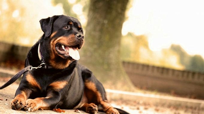 Perché Il Mio Cane Ha Improvvisamente Paura Degli Estranei? 7 Motivi Reali