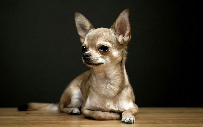Quanto Velocemente Può Correre Un Chihuahua?