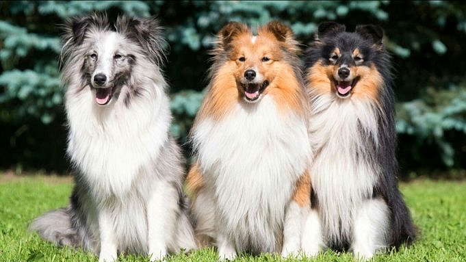 Uno Studio Mostra Che I Cani Più Grandi Hanno Una Vita Più Breve